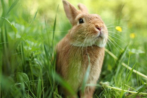 rabbit as pets.jpg